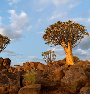 Africa
